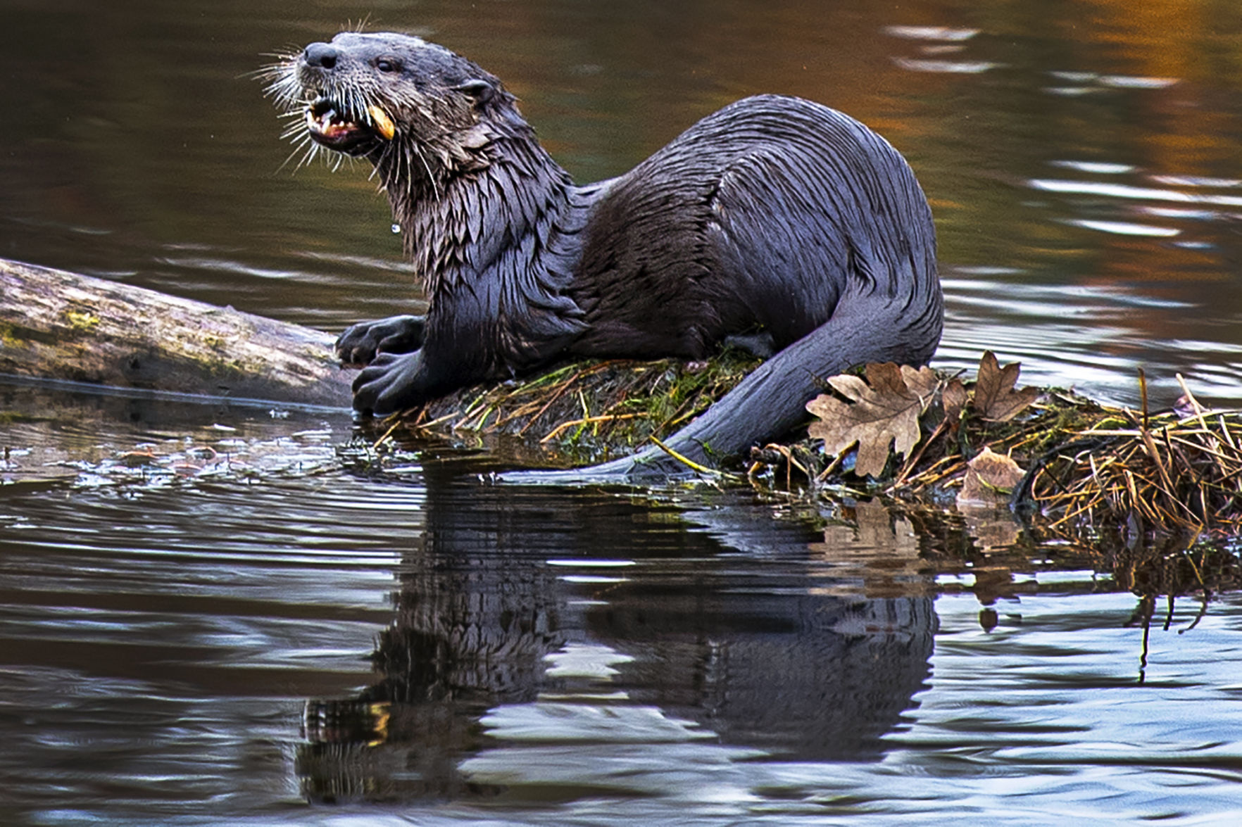Otter-ly scrumptious